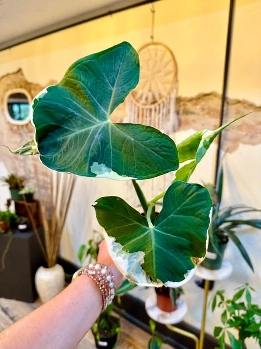 Alocasia Mickey Mouse 6"