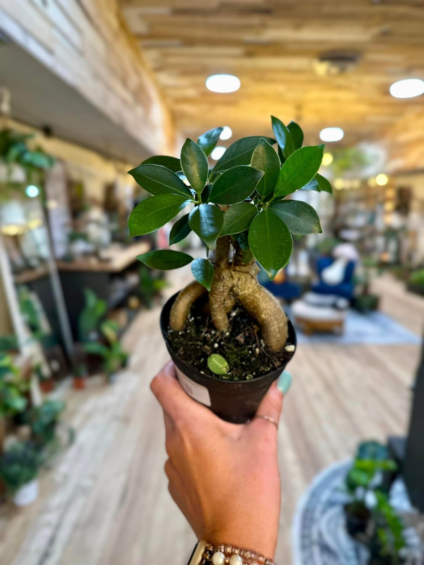 Ficus Microcarpa Ginsing 4"