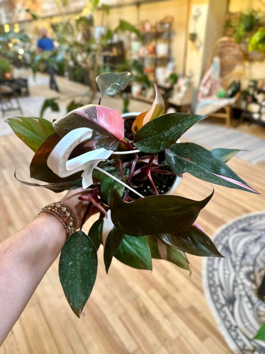 Philodendron 'Pink Princess' Hanging Basket 8"