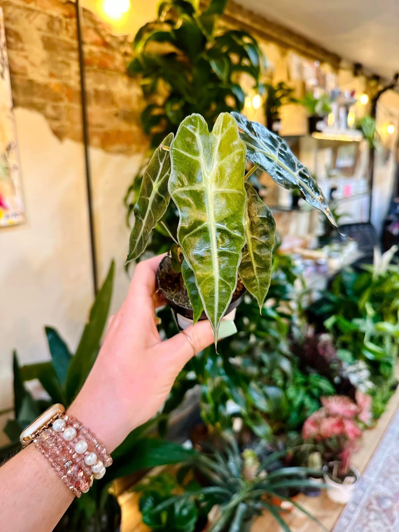 Alocasia Polly Variegated  4"