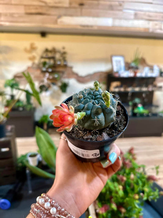 Chin Cactus 4"