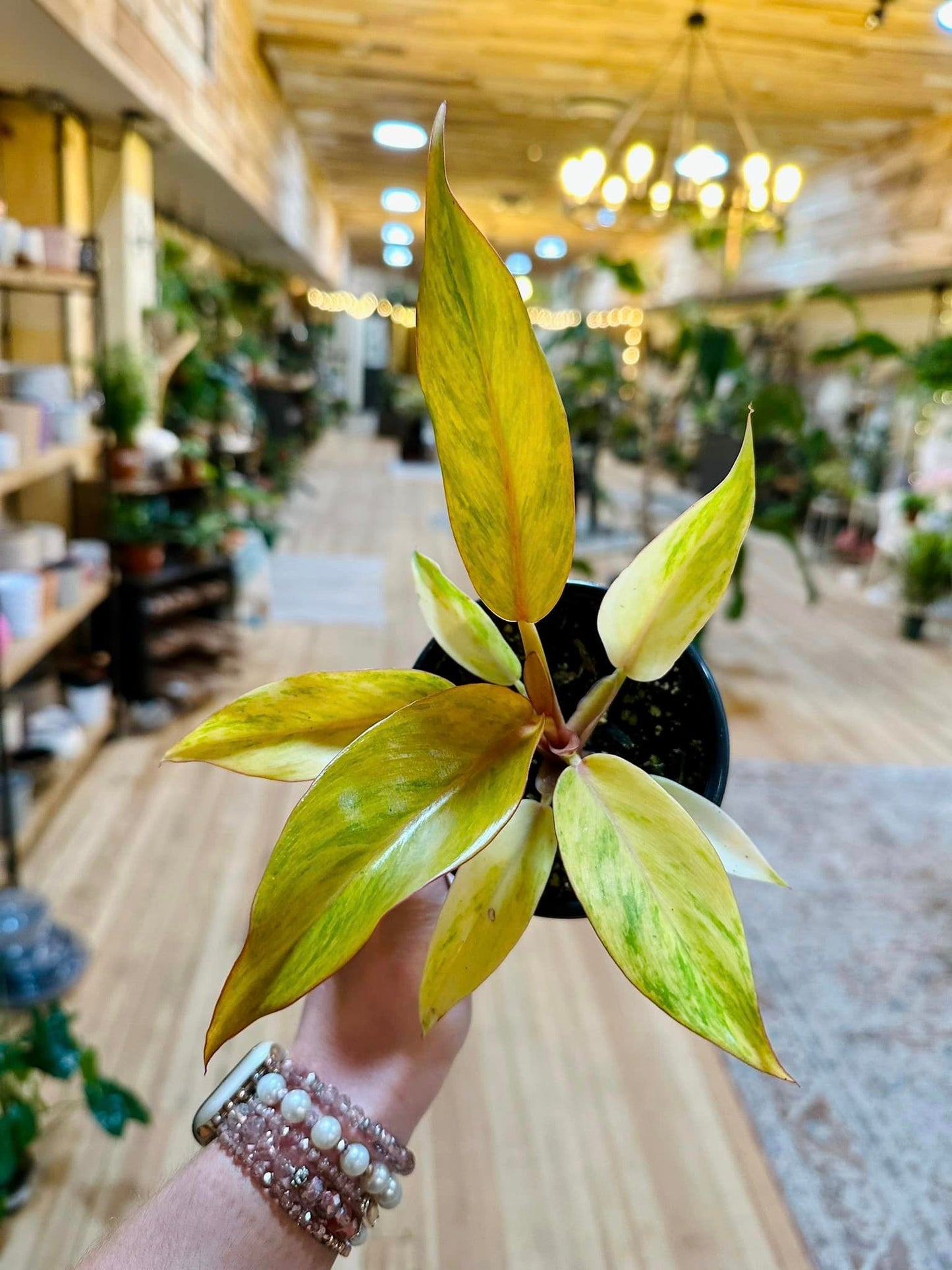 Philodendron 'Orange Marmalade' 4"