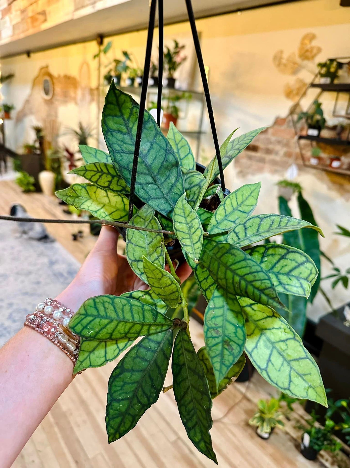 Hoya Callistophylla Basket 6"