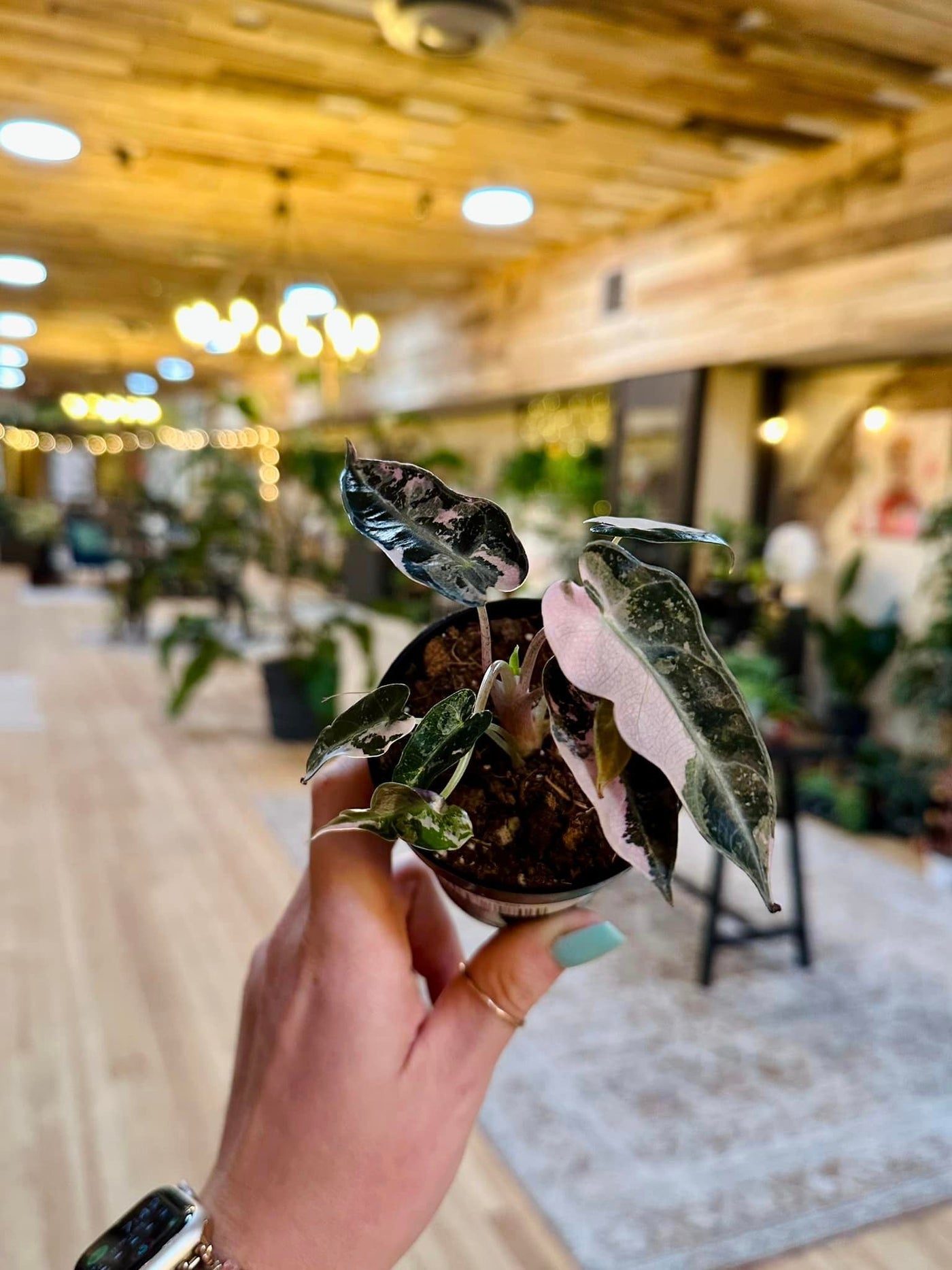 Alocasia Bambino Pink Variegated 4"