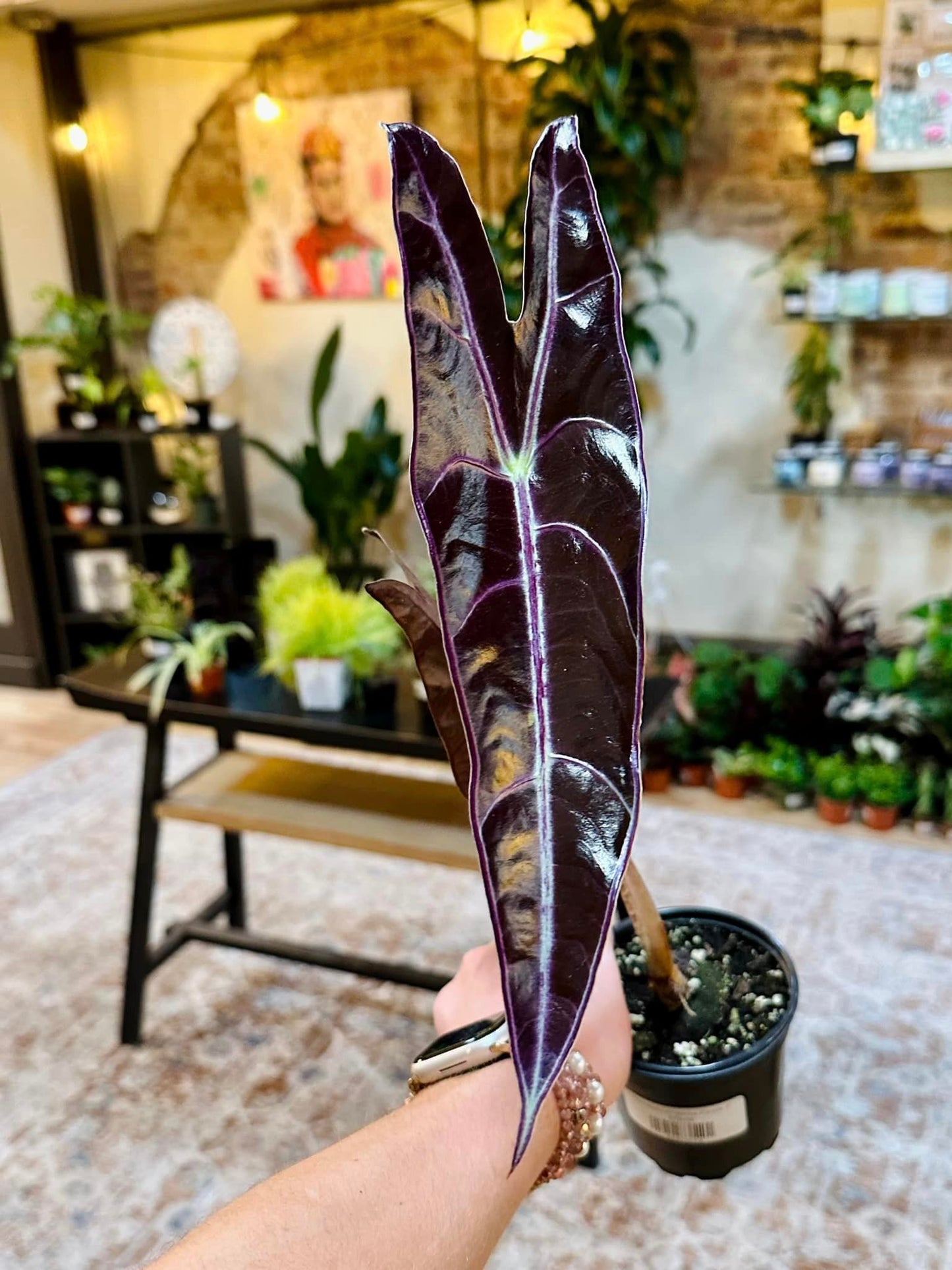 Alocasia Longiloba Purple 4"