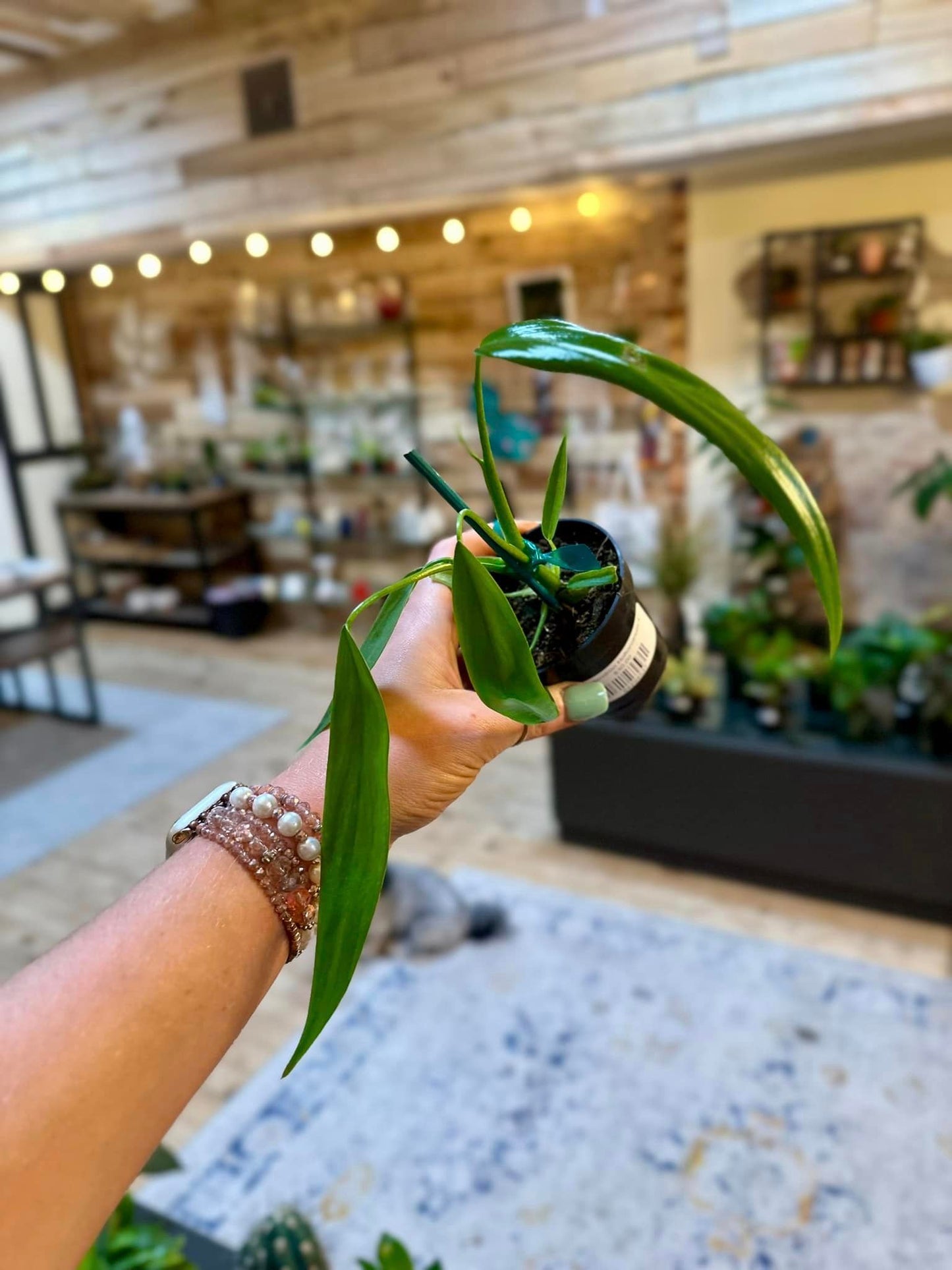 Philodendron holtonianum 4"