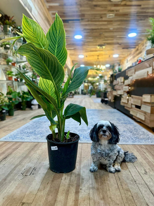 10" Canna Lily Pretoria