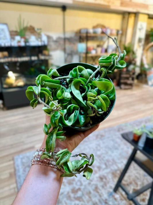 6" Hoya Rope