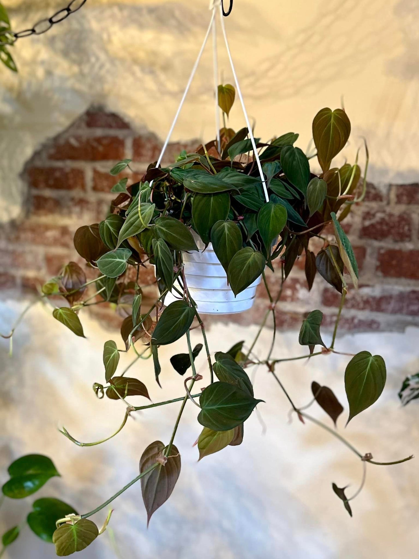 8" Philodendron Micans Basket