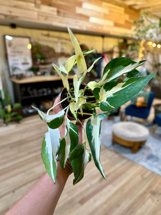 Epipremnum aureum 'Mutant Manjula' 4"