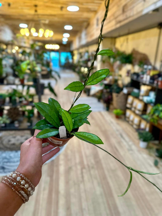 Hoya Crassipetiolata 4"