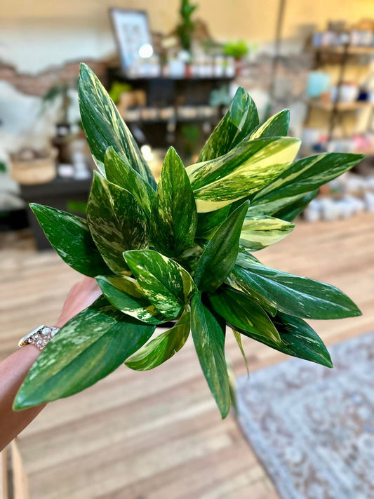 Monstera standleyana 'Aurea Variegata' 6"