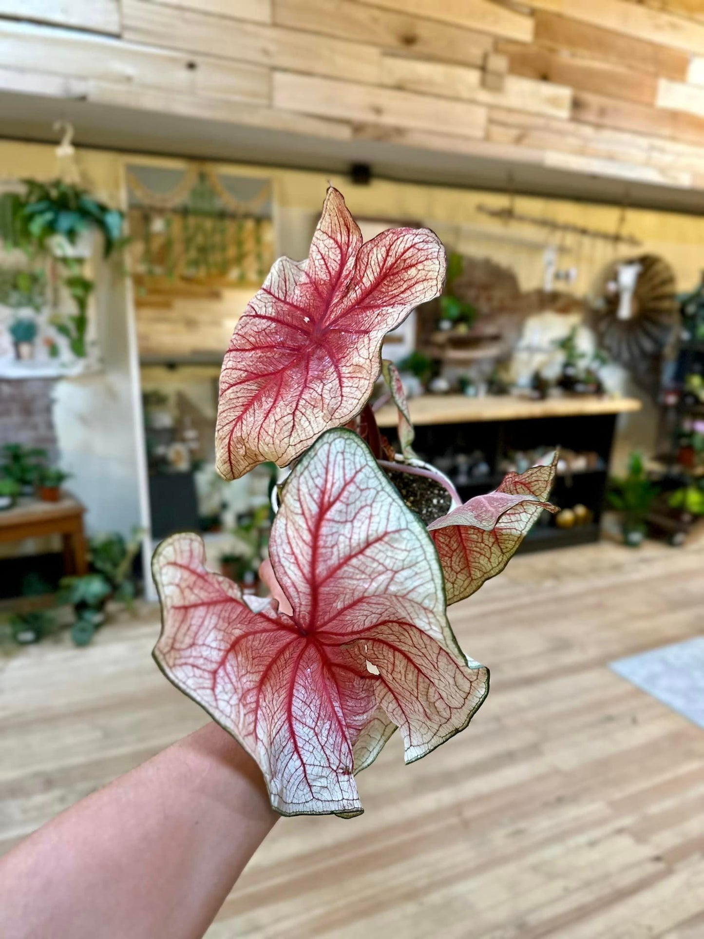 Caladium 4"