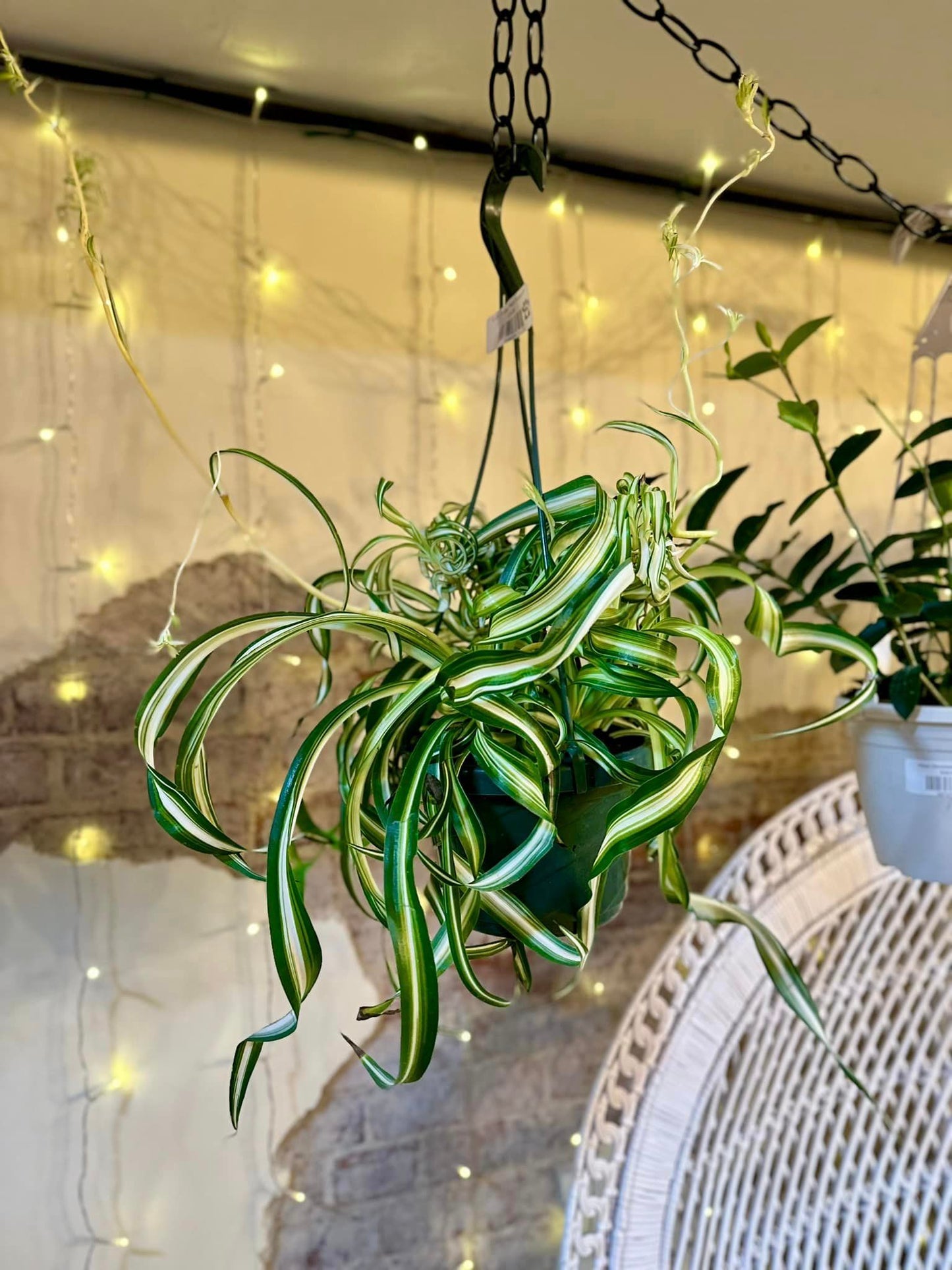 Curly Spider Plant Basket 8"