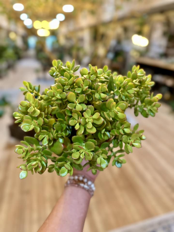 Crassula Jade Plant 6"