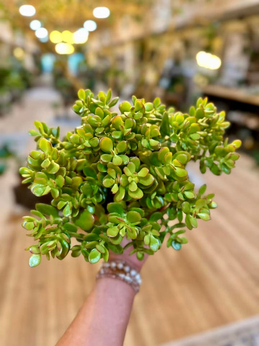 Crassula Jade Plant 6"