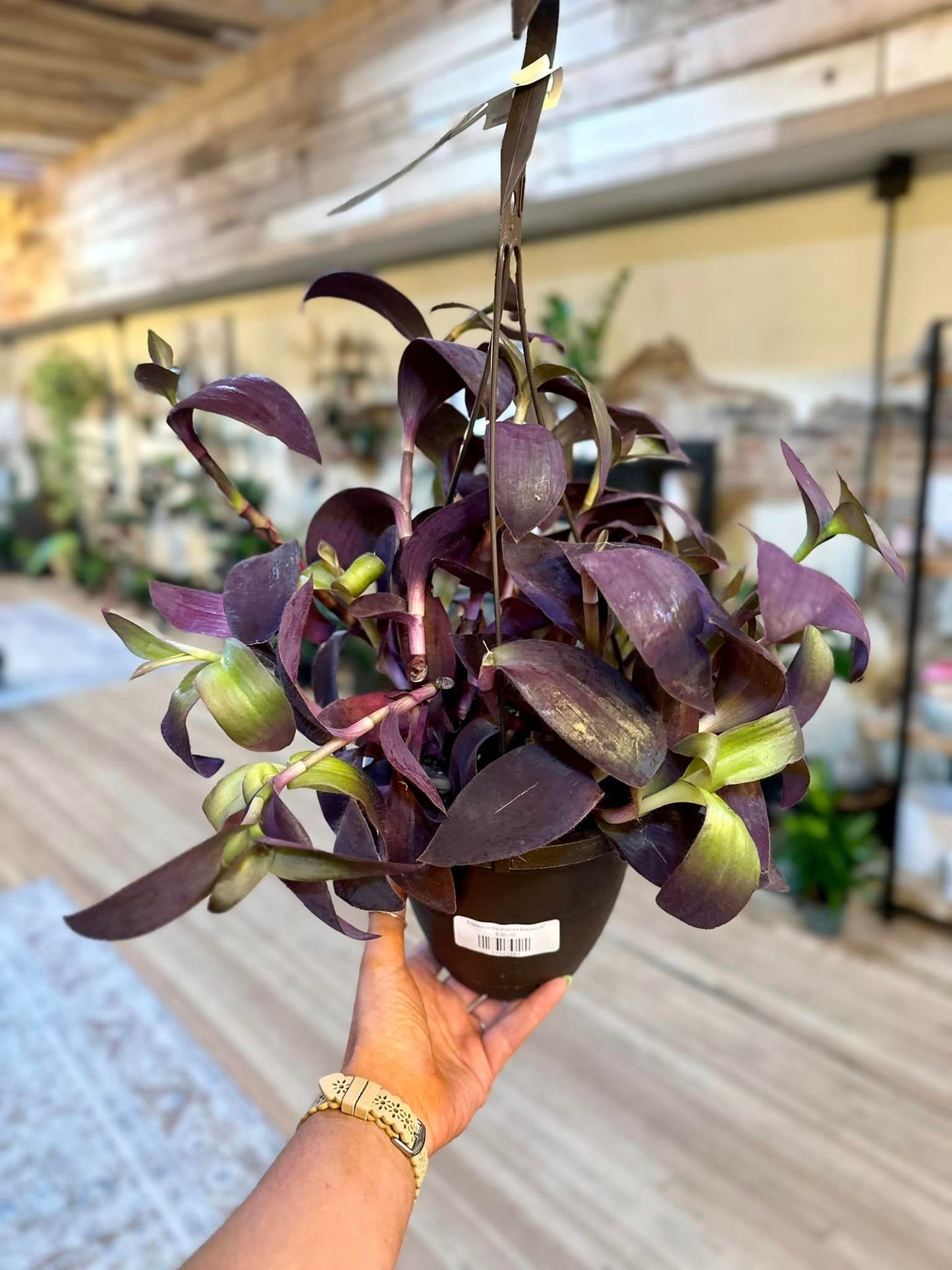 Tradescantia Pallida Basket 6"