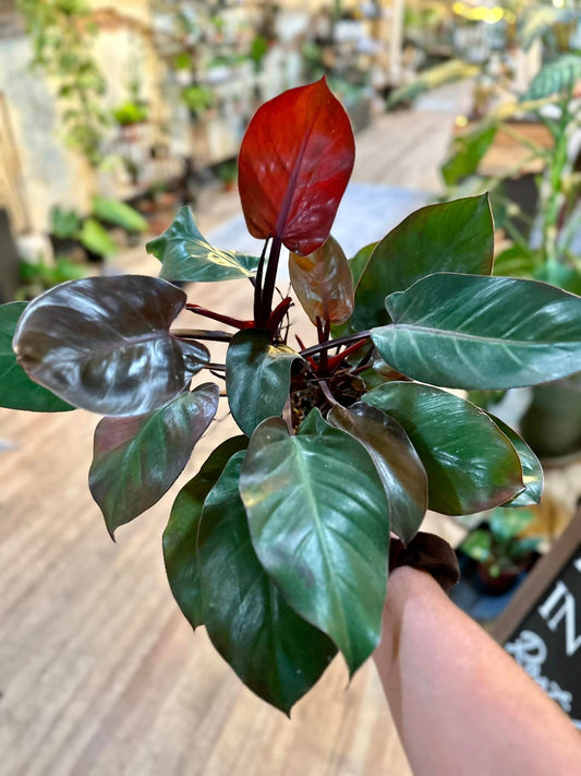 Philodendron 'McColley's Finale' 4"