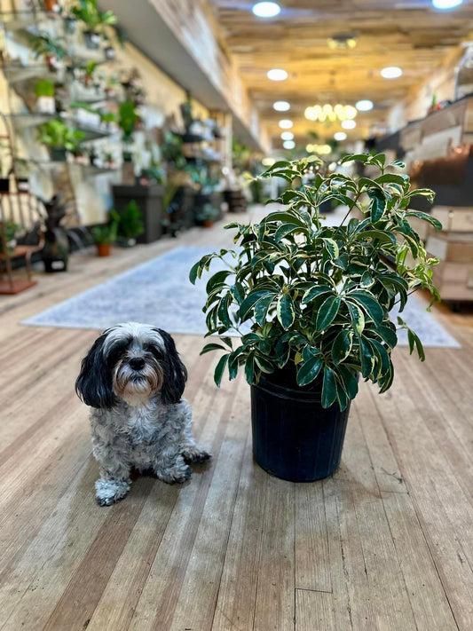 Schefflera Arboricola Variegated 10"