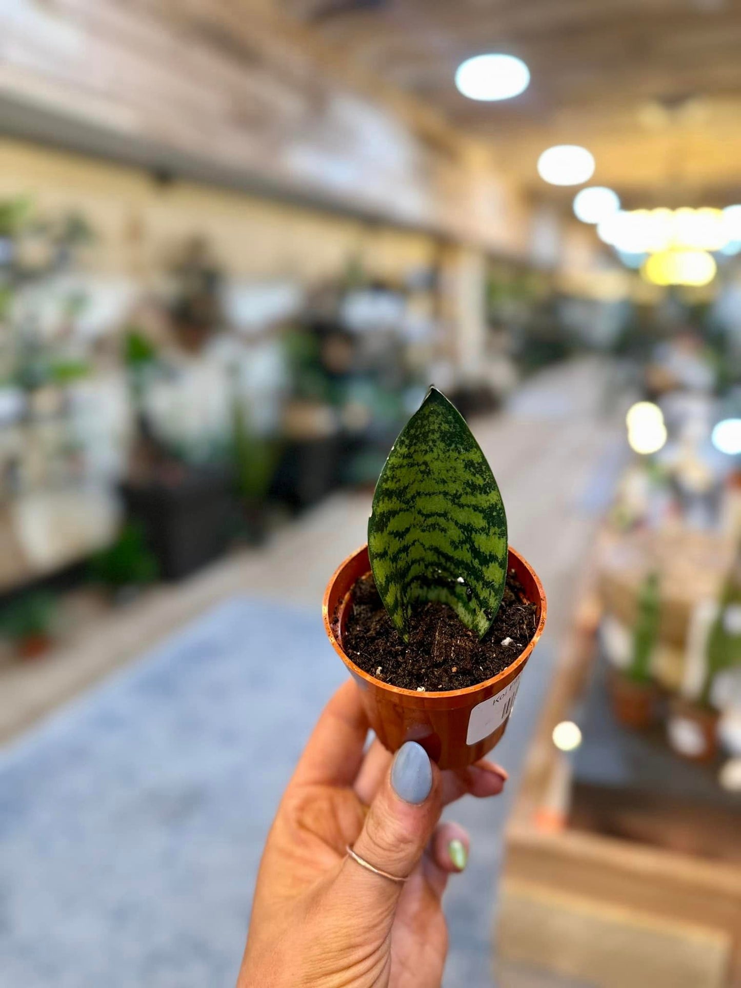 Koi Fin Snake Plant 2"