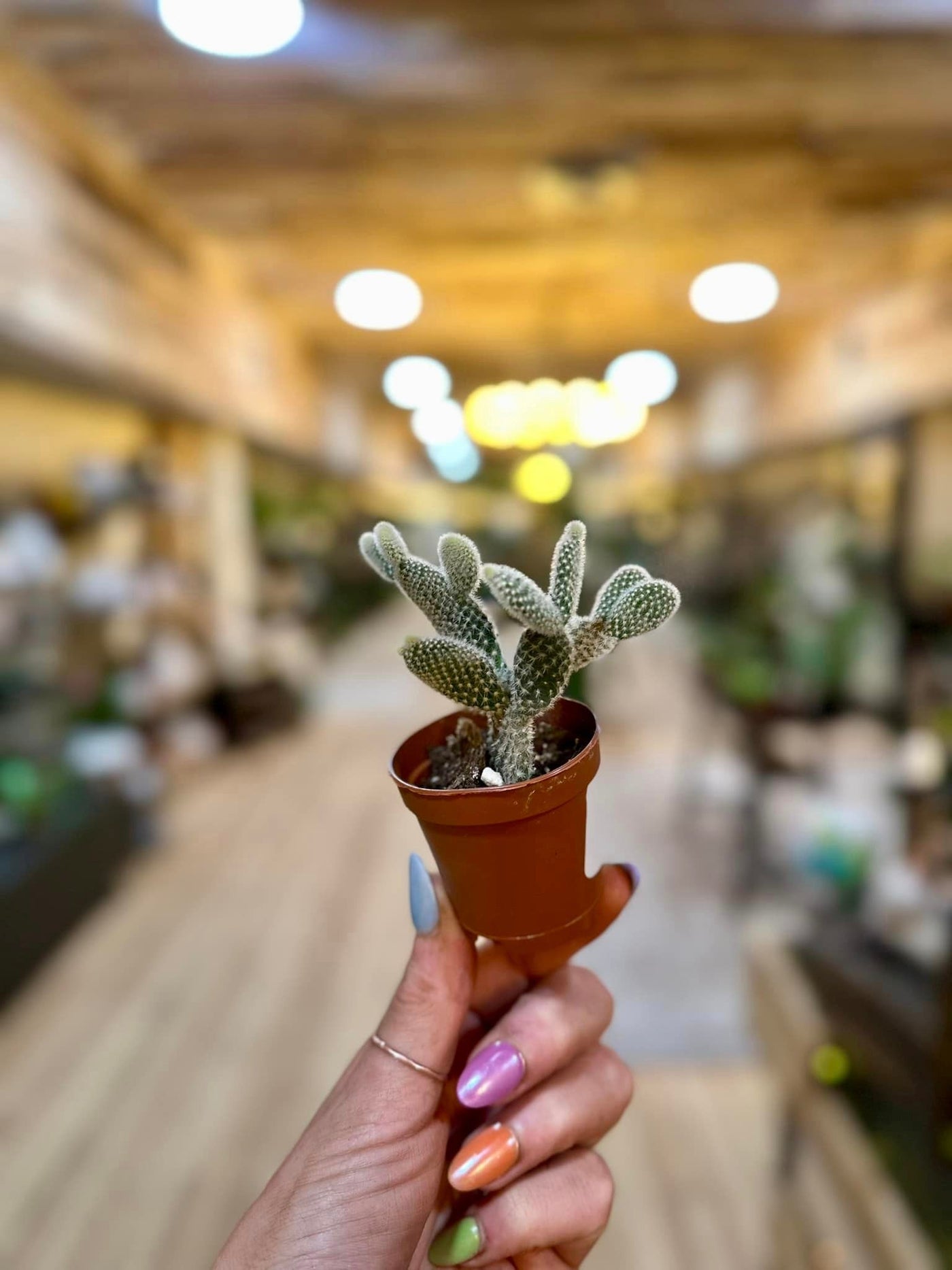 Bunny Ear Cactus 2"