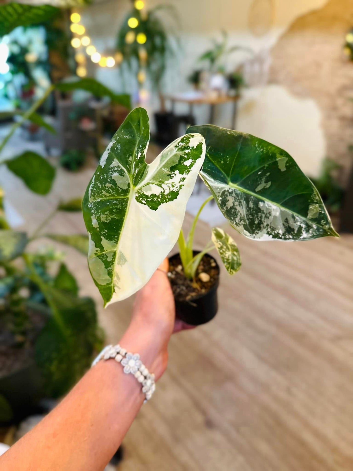 4" Alocasia 'Frydek' Variegated