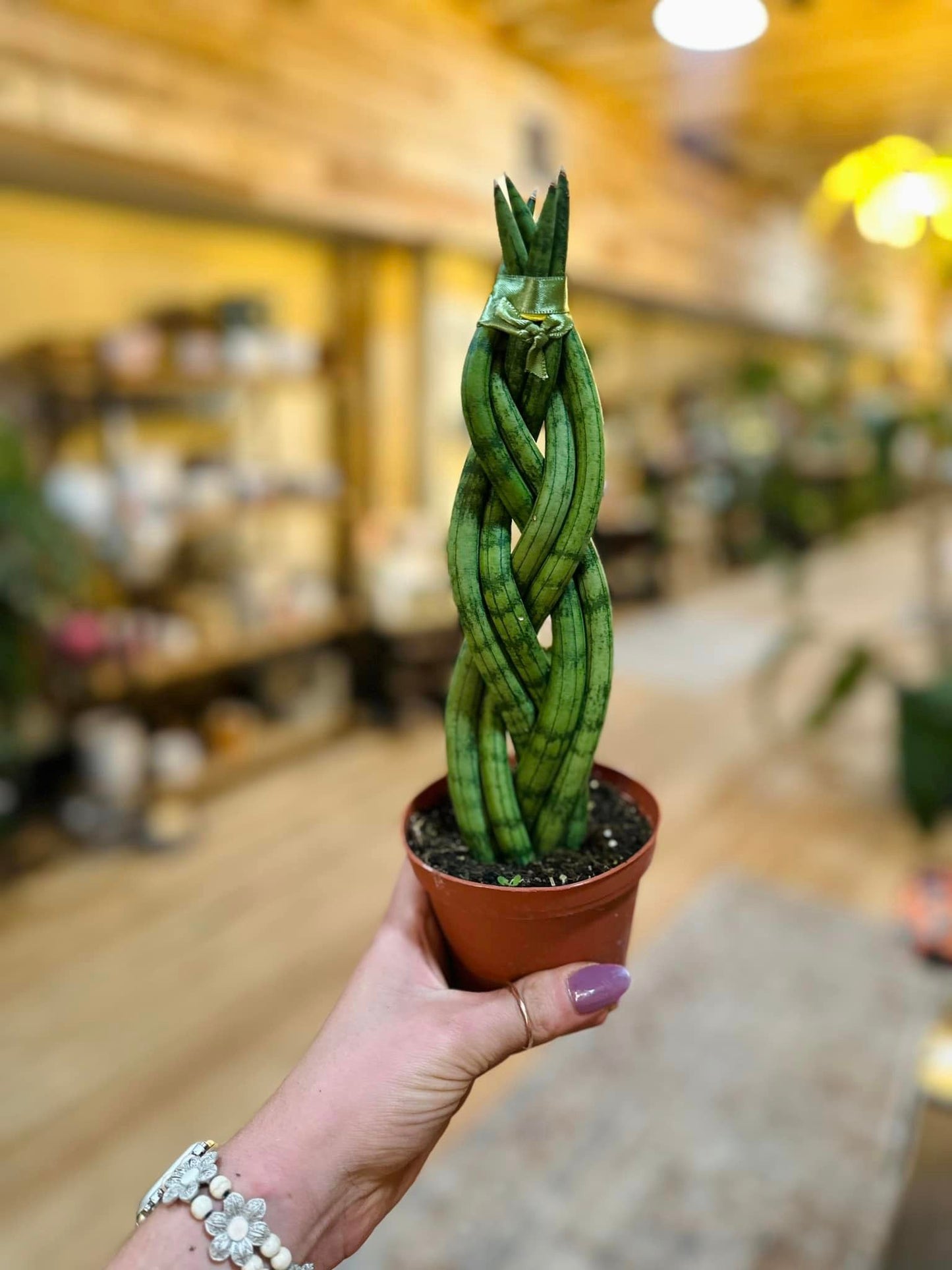 4" Braided Snake Plant