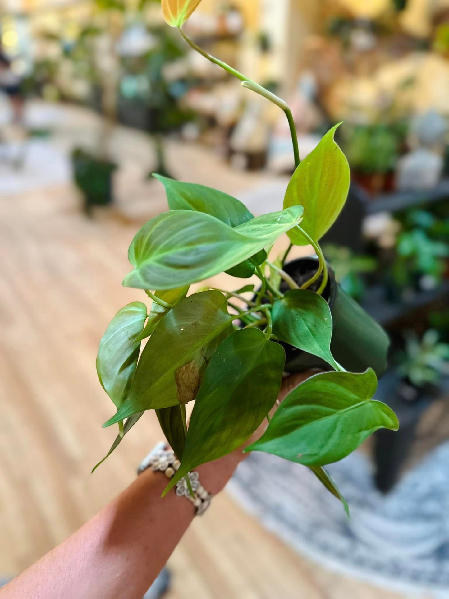 Philodendron camposportoanum 4"