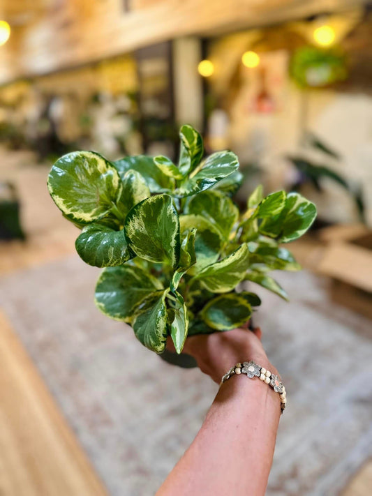 Peperomia Marble 6"