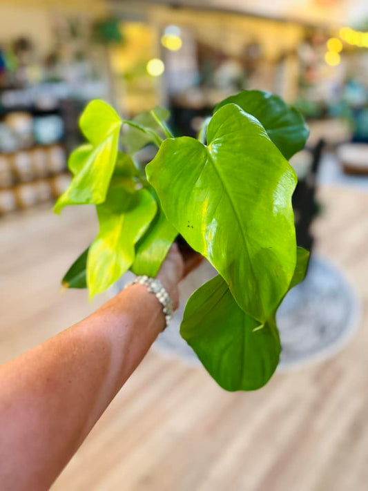 6" Philodendron Bipennifolium 'Aurea'