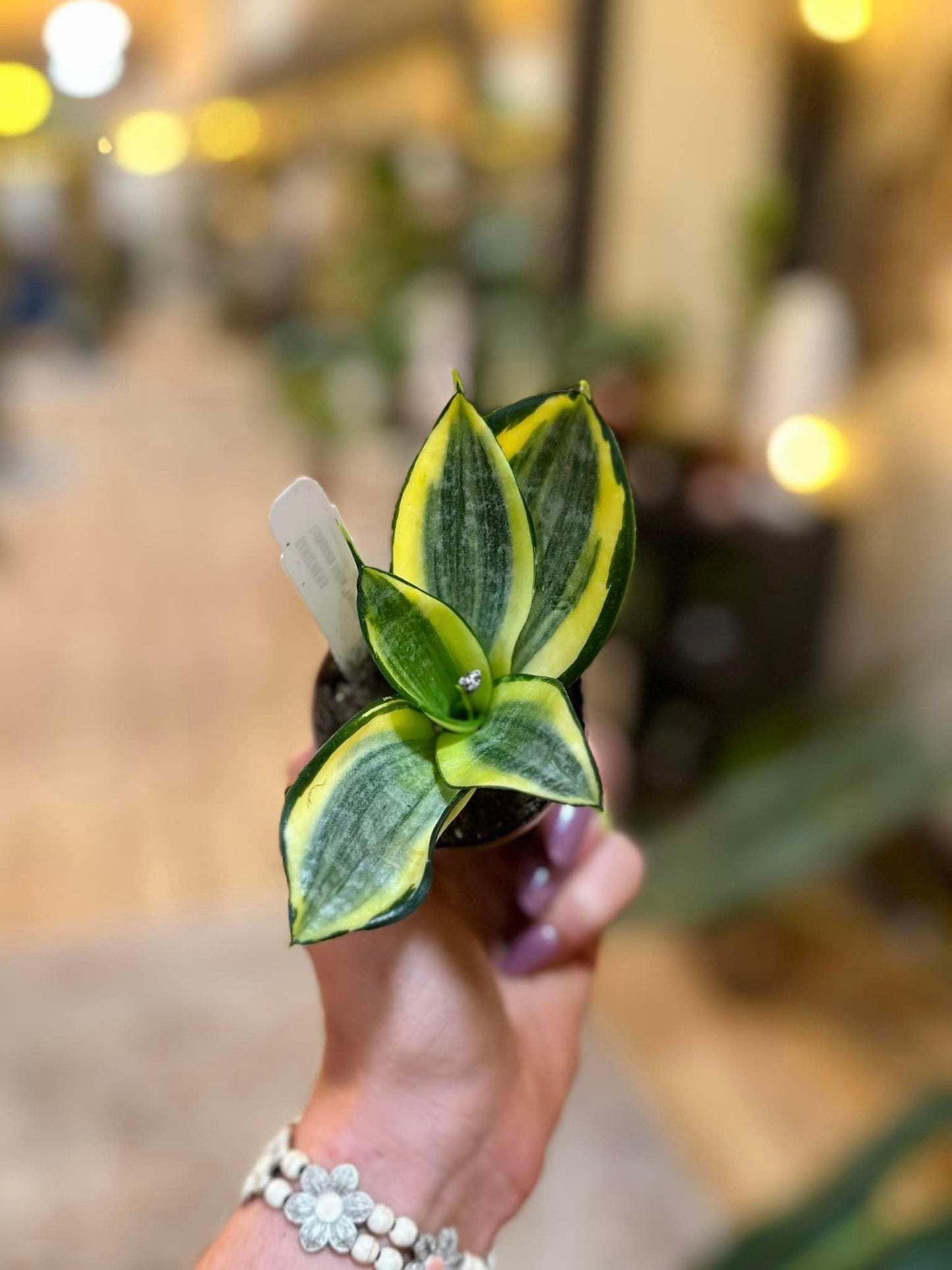 Variegated Hahnii Snake Plant 2.5"