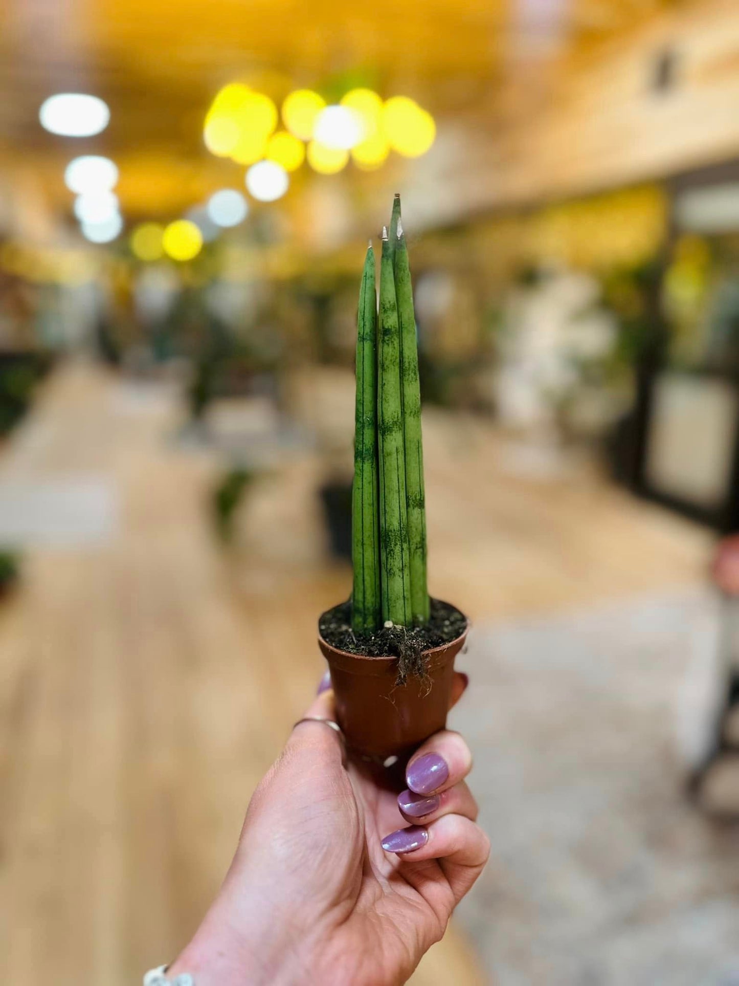 Cylindrical Snake Plant 2"