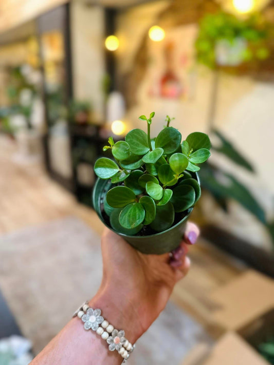 Peperomia Hope 4"