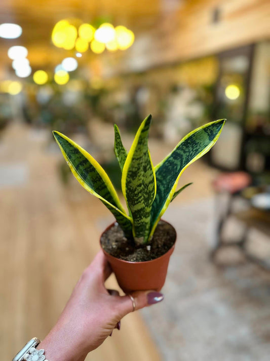 Laurentii Snake Plant 4"