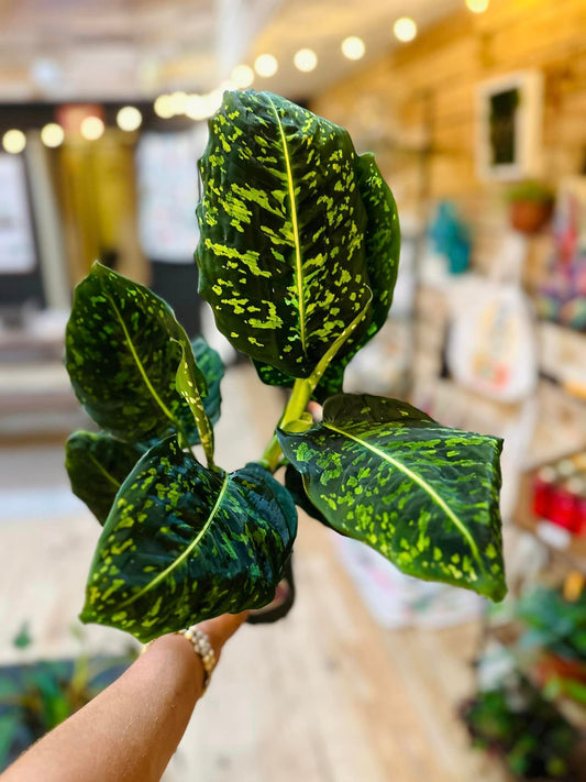 Dieffenbachia Reflector 4"