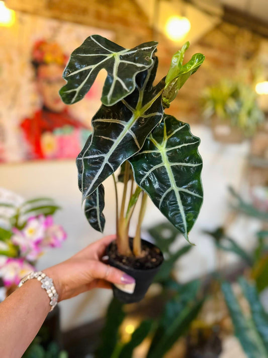 Alocasia Polly 4"