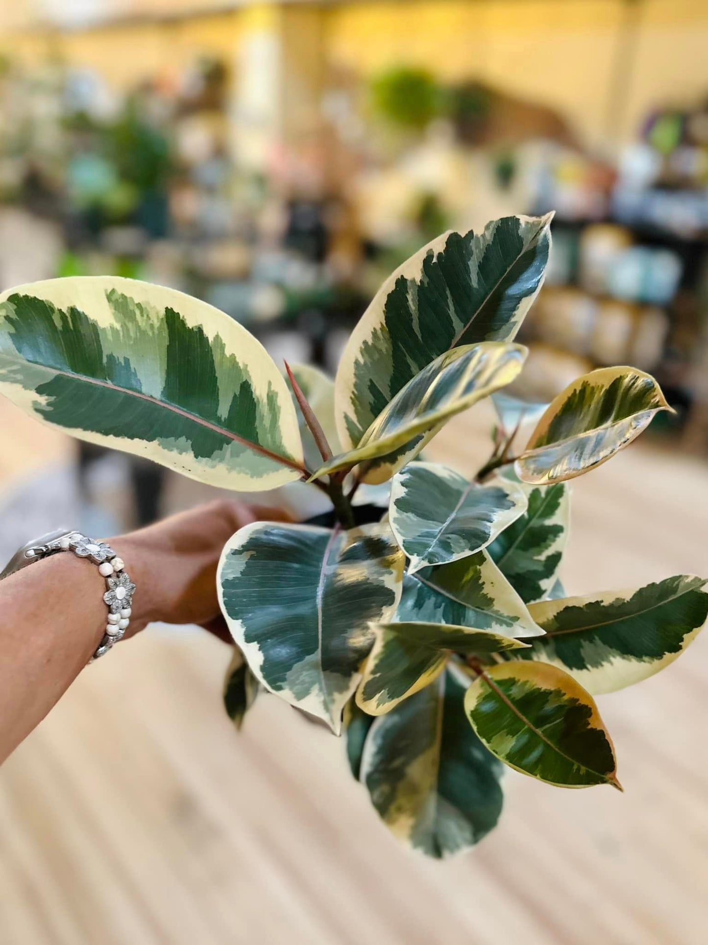 4" Ficus Tineke