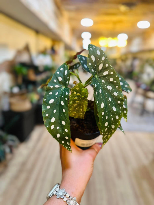 Begonia Maculata 4"