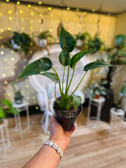 Alocasia Tiny Dancer 4"