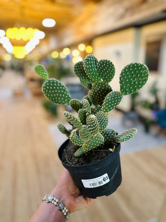 Bunny Ear Cactus 6"