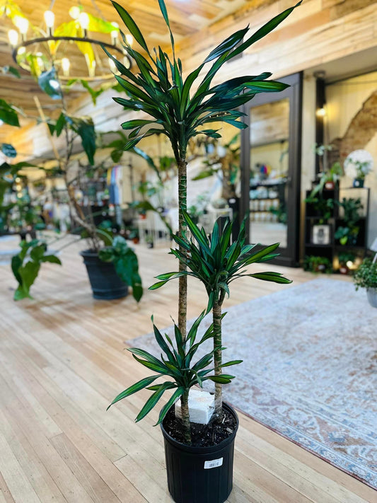 Dracaena Rikki Cane 10"