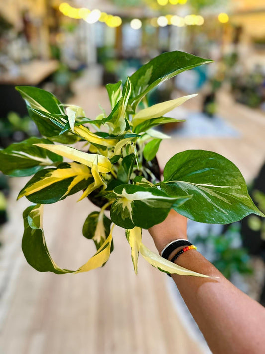 Epipremnum aureum 'Mutant Manjula' 6"