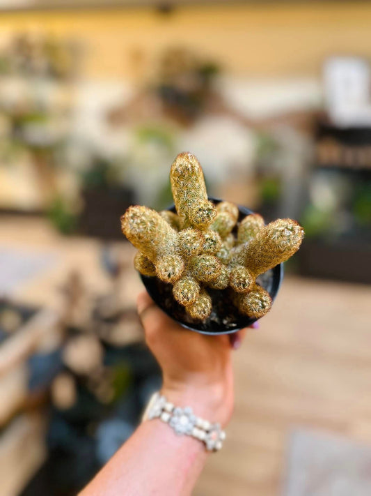 Gold Lace Cactus 4"