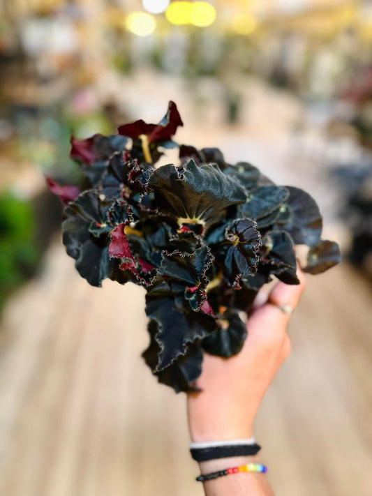 Begonia Black Mamba 4"