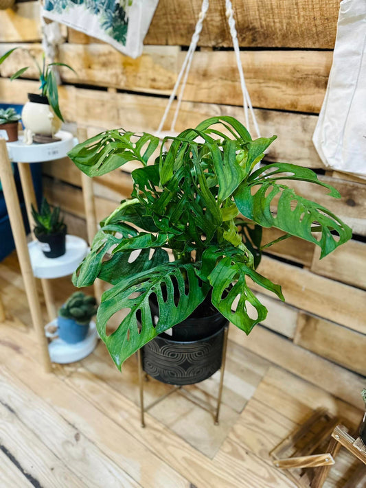 8" Monstera Esqueleto