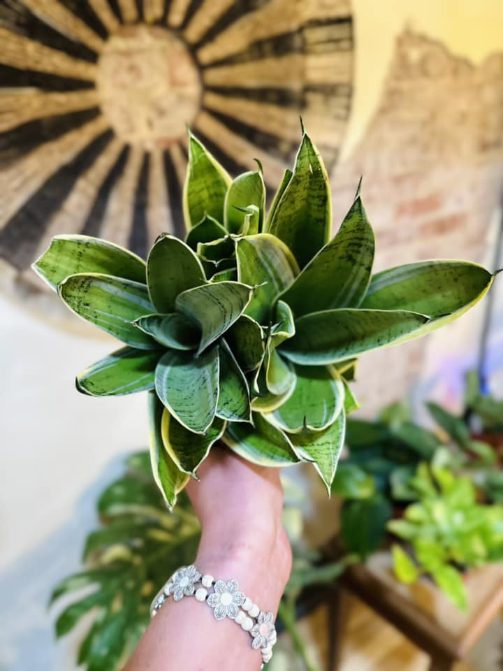 Variegated Hahnii Snake Plant 6"