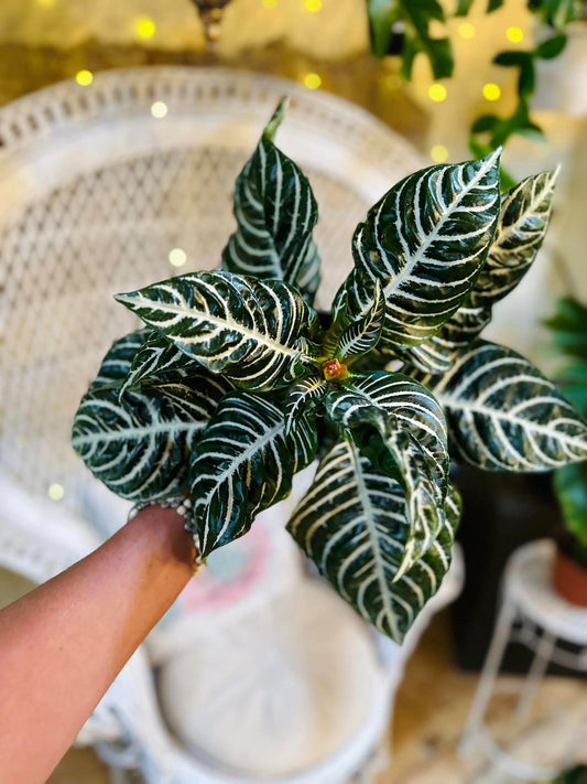 6" Zebra Plant