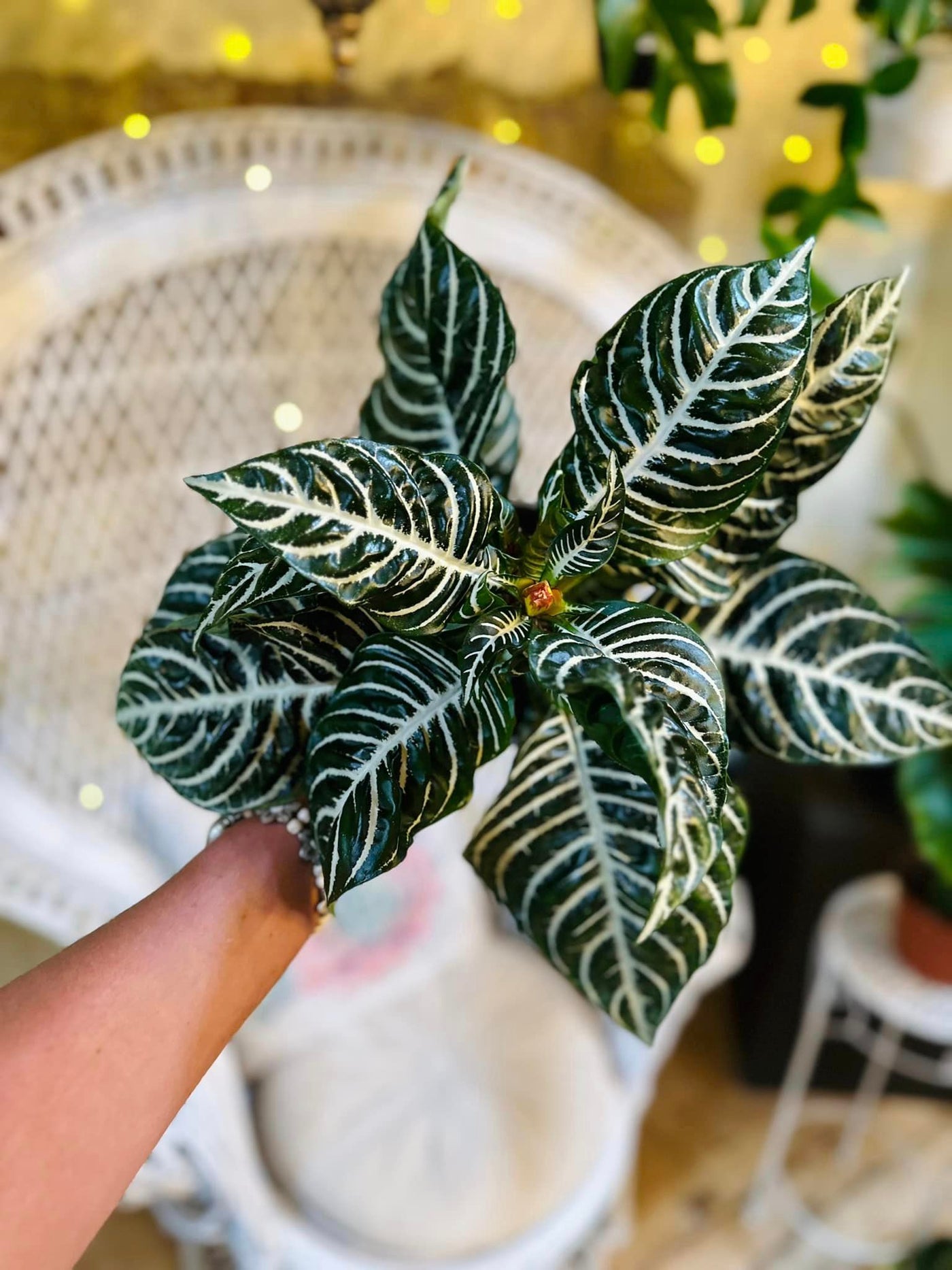 Zebra Plant 6"