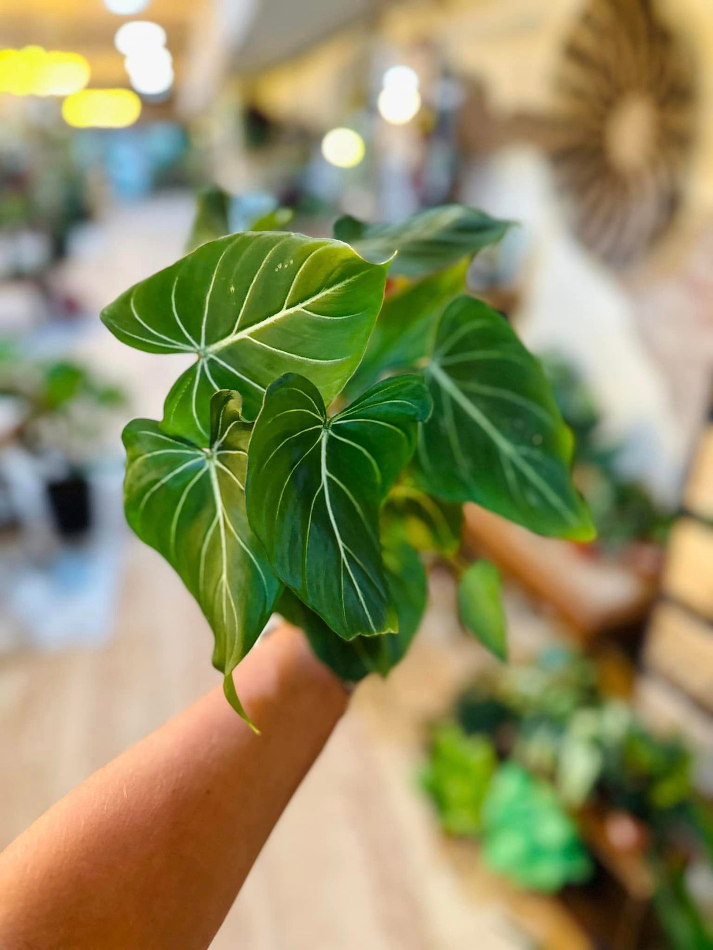 Philodendron gloriosum 4"