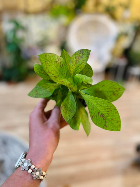 4" Euphorbia Grantii